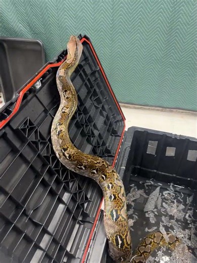 F1 Sumatran male #localityretics #reticulatedpython #snake #python