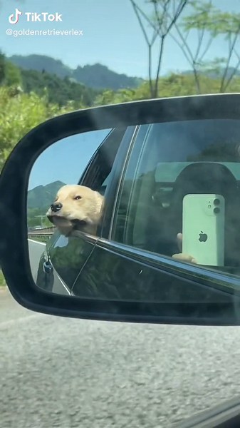 ゴールデンレトリバーのいる生活 - 可愛らしい大型犬の日常