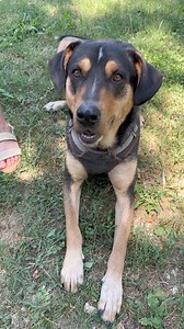 Imagine being stuck within the same kennel walls every day…. Bruno has been at the shelter for 273 days. Just take a moment to think about your life over the last 273 days— all the fun things you’ve experienced. Meanwhile, Bruno has been waiting for a home, sitting in a kennel and wondering why no one wants to adopt him. 🥺 All of his shelter friends have come and gone, while sweet Bruno has been continuously overlooked. At just 4 years old, he has such a bright future ahead! He has so much pote