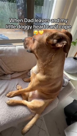 Dramatic Reactions of a Loving Puppy