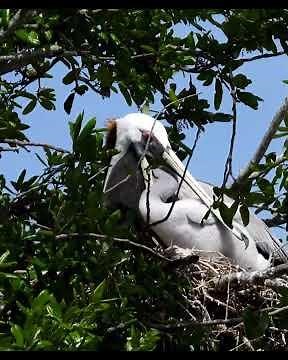 Baby Pelicans at Feeding Time #birds #nest #wildlife #nature #animals #naturelovers