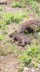 3.9K views · 46 reactions | Animals HD on Reels | Facebook