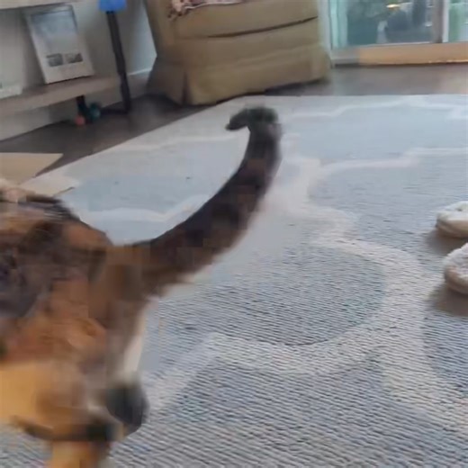 Many of you supported salvage surgery for poor Cubbins who was mutilated by her declaw and almost had to have her whole hand (front paw) amputated due to extensive tissue trauma and infection. Here she is now. Paw Project veterinarian, Dr. Lisa Hsuan, patiently did elaborate wound care so that this little calico, who was slated for euthanasia in the pound, could once again enjoy life. This is what we do with your donations. We thank you because we couldn’t without you. #donotdeclaw #pawroject | 