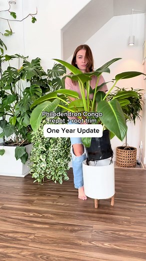 ROOT TRIMMING, would you do it? ✂️🪴🪴 Let’s talk about all the reasons to give it a try ⬇️ 💚Prevents root-bound plants: Trimming the roots of your houseplants helps prevent them from becoming root-bound. When the roots become too crowded and tangled, they can restrict the plant’s growth and nutrient absorption. 💚Promotes healthy growth: Trimming the roots stimulates new root growth, which in turn promotes healthier overall growth of the plant. It allows the plant to develop a more extensive a