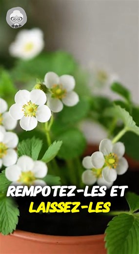 L'astuce toute simple pour cultiver des fraises chez soi avec une seule tranche ! | Remèdes de Grands-Mères
