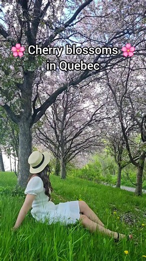 Découvrez les cerisiers en fleurs à Québec