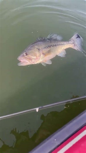 Like a butterfly 🦋 fly sting like a bee 🐝