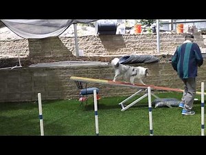 Dog Agility Training -- Learning the Teeter -- Seesaw