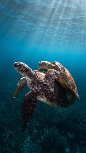 ROSS LONG | Photography | Ocean | Workshops | Australia | Ever wondered how turtles mate? The green sea turtle’s mating process is one of the most fascinating events in the ocean’s cycle of life.... | Instagram