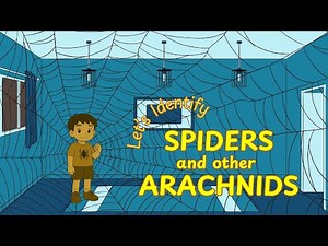 Let's Identify Spiders and Other Arachnids | English Names of Spiders and Arachnids #bebuscorner