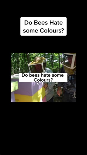 Do bees hate some colors yes, bees dislike the color, black and dark b...