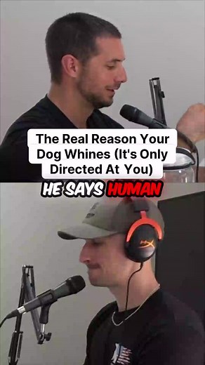 🐕 Why Your Dog Won't Stop Whining (And How YOU Created It) 🐕 Adult dogs rarely whine at each other. But they whine at US constantly. Why? Because we've TAUGHT them to. Here's the science: Through selective breeding, we've "neotized" dogs—meaning we've perpetuated juvenile behaviors into adulthood. We've literally bred them to stay puppies forever. The result? Increased whining, crying, and infantile sounds, especially in certain breeds. But here's the kicker: **Dogs learn that whining WORKS on