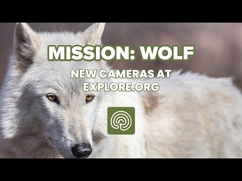 New Cam! Mission: Wolf
