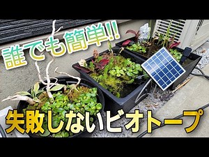 ビオトープに革命⁉ 誰でも簡単‼失敗しないビオトープ aquarium アクアリウム めだか 水草 流木 ビオトープ