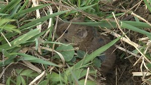 field mouse on a meadow