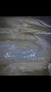 Mayfly spinner feeding trout are melting my ❤️ #trout #mayfly #flyfishing #epicflyrods #fishitwell | Fin Ripple Media