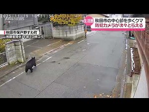歩行者も…秋田市中心部で多数のクマ映像