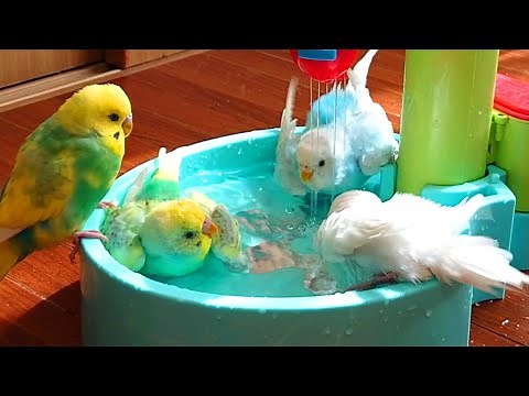 初めて、家族全員で水浴びを楽しみました/セキセイインコ家族/生後6ヶ月目の幼鳥