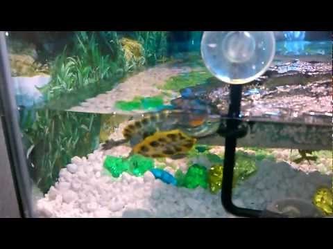 baby red ear slider turtle habitat