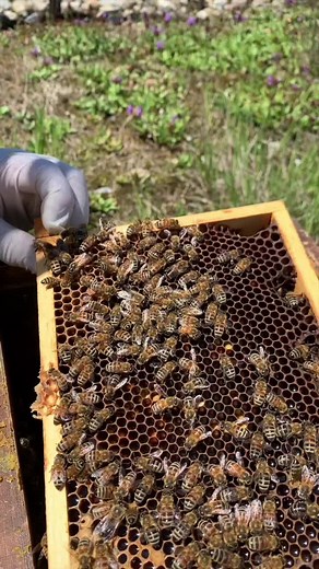 Bienen königin zeichnen. Dies ist für die Zucht notwendig und man findet sie besser. #beequeen #bees #satisfying #satisfyingvideo #signing