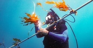 "Kelp elevator" for biofuel production boosts growth by four times