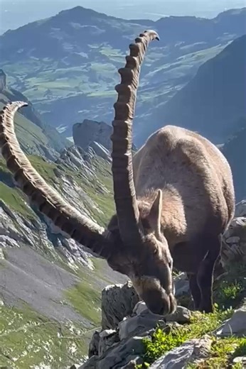 Alpski kozorog | Alen Farkas