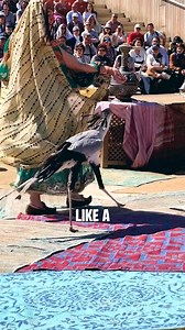 18K views · 118 reactions | The Secret Life of the Secretary Bird Discover the striking secretary bird—South Africa’s ground-hunting marvel with a killer kick and unmatched style! #WildlifeWonder #NatureLovers #BirdsOfPrey #SouthAfrica #SecretBird | SQ Unique Animals | Facebook