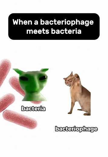 Understanding the Lytic Cycle of Lambda Bacteriophage