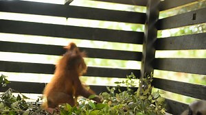 Two unlikely infants have become the best of friends! 🧡 Gunawan, an infant orangutan, and Bobo, an infant, white-bearded gibbon, were both recently handed over from life as illegally kept pets. The pair have been keeping one another company since their arrival at the Orangutan Foundation, first sleeping next to one another in their baby baskets and now sharing a large sleeping enclosure. They always make time for playing with each other, constantly amusing their carers! Gunawan and Bobo will sl