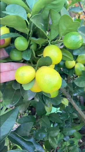 Growing Kumquat Trees