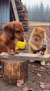 Dachshund got angry at the cat! 😂 | Dachshund Adventure