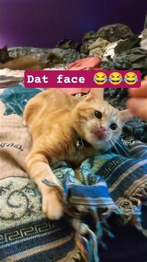 Levi Battles Bedworm😂 #catsplaying #catplaying #petshorts #catshorts #kitty #cutecats #catlife #cat