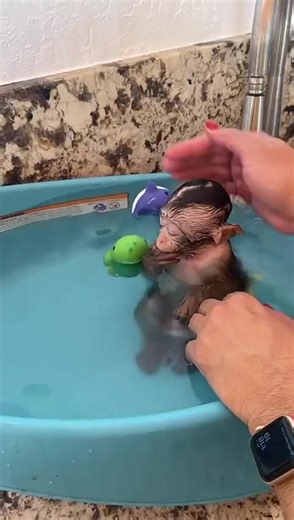 Shower time 🚿🛀🙈#SmoothLikeNitroPepsi #moneky #foryoupage #monkeymiami #TheAdamProject #exoticpets #rafithemonkey