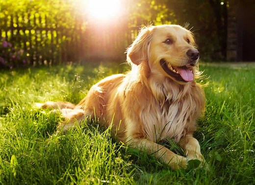 When Does a Golden Retriever Get Long Hair (at What Age?) | Loyal Goldens