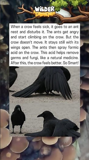 Smart Crow Uses Ants as Natural Medicine to Feel Better
