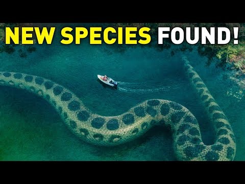 227-KG Giant Snake Discovered, Unlike Any Green Anaconda Known