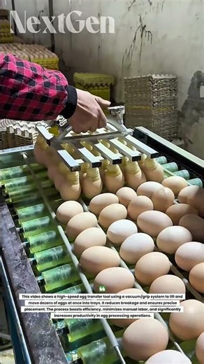 Egg Transfer Machine That Moves 100+ Eggs in Seconds! You Have to See This 🤯🥚"