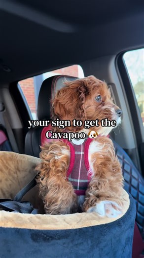 Cavapoo Teething Phase Moments