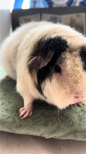Roan Guinea Pigs are very unique and special. | Guinea Pigs with Greg #roan