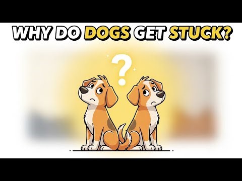 Why Do Dogs Get Stuck? | The psychology of dog mating