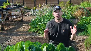 “Proven Organic Methods to Control and Prevent Aphids in Your Garden”