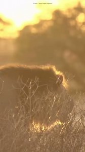 Turn that volume up for a treat this #WorldLionDay! 🦁 Did you guess the answer above? 🤔 The answer is C - a lion’s roar can be heard up to 8km away! And they're the only cats that roar together - even cubs will join in when the pride begins a sing-a-long! 😻 Keen to LION more?? The mane event for all things lion can be found here: https://www.wwf.org.uk/learn/fascinating-facts/lions 🐾 #lion #wildlife #animalfacts #bigcats #roar | WWF-Australia