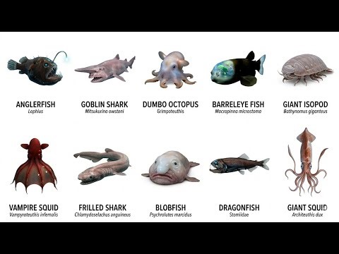 10 Strangest Deep Sea Creatures Explained in 6 Minutes