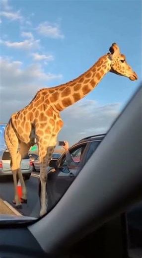 Just a Giraffe Strolling Down the Freeway 🦒🚗