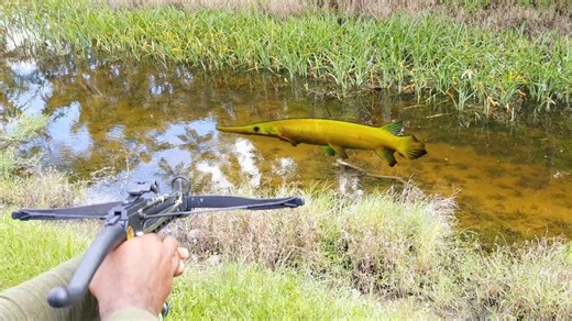 Truck bed bowfishing: Utilizing a mini crossbow for the perfect shot