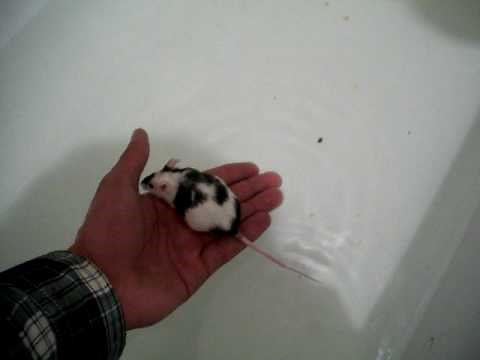 Mice Swimming!! SOOO Cute!