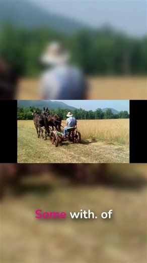 Losing Mules After 30 Years Together #farming #mules #shorts