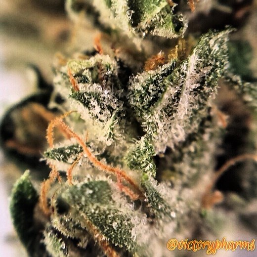 Sour OG | Marijuana Strain Reviews