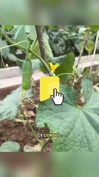Je te dévoile comment réduire le mildiou, les feuilles flétris, et les bactérie!