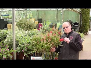 How to care for your Bottle Bush -Callistemon